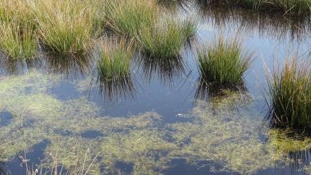 Marecage landes blendecques