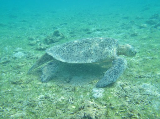 R76 tortueverte mayotte f ducarme 510x382